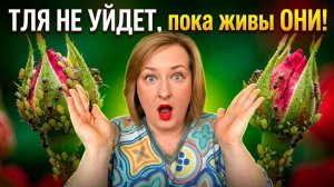 Тля и муравьи на розах: почему борьба только с тлей — это бег по кругу? Чем обработать розы