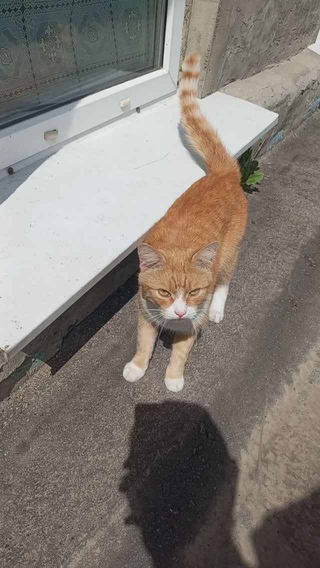 Красивая кошка