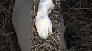 Я люблю всех животных😇