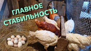 Мои куры-несушки несутся стабильно а это главное