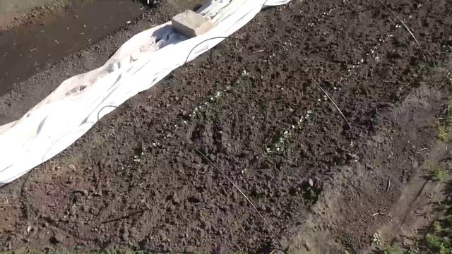 Входы безрассадной капусты