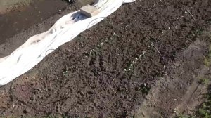 Входы безрассадной капусты