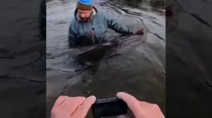 Обыкновенный таймень - Таймен балыгы