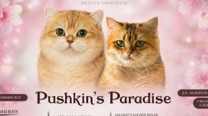 📞 +7 (921) 849-09-54  Британские котята / питомник Pushkin's Paradise 🐱 Британская золотая шиншилл