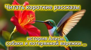 Читать короткие рассказы: история Алисы, собаки и потерянной варежки | Домохозяйка