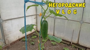 Дожди, дожди... Про теплицу, огород и немного про НУТРИЙ. 16.05.26