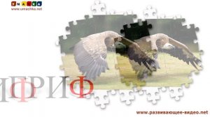 122. Учимся читать. Проверяем знания. Звуки животных (5)