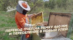 Перевод пчёл на рамку 460 мм и переселение в новый улей