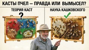 Касты пчёл в улье: правда или выдумка? Отвечает профессор Кашковский 🐝🔍