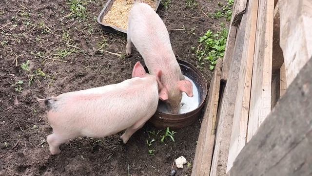 УБОРКА 🧹🧤 Зита и Гита🐷 УЖАСНАЯ НОВОСТЬ 🐂