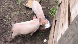 УБОРКА 🧹🧤 Зита и Гита🐷 УЖАСНАЯ НОВОСТЬ 🐂