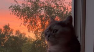 «Магия красного заката: котик в восторге!»