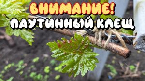 ВНИМАНИЕ! ПАУТИННЫЙ КЛЕЩ.