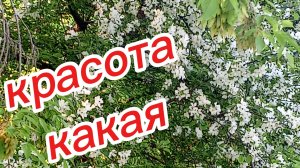 Вот такая красота цветет на работе. Название яблони не знаю но очень красивая
