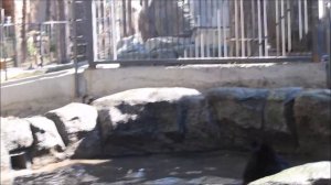 Фима резвится в бассейне, а Дуся не желает сегодня мочить шубку 04.05.2026