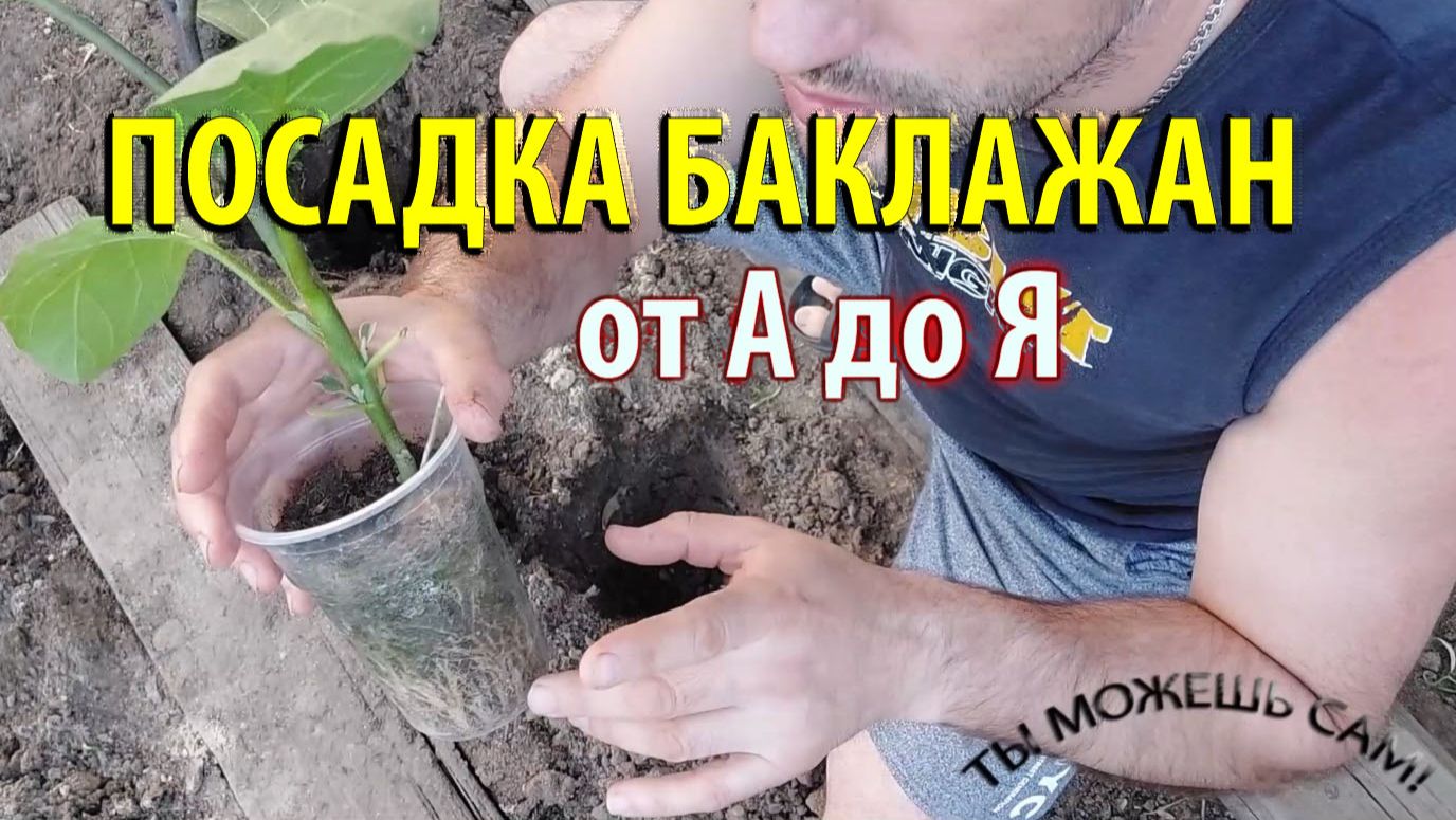 Как посадить баклажаны в открытый грунт