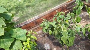 2459.  В теплицах повышайте влажность, это спасёт растения.( июль 20г)