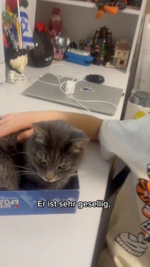 Findus