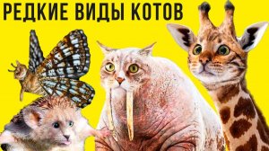 Редкие виды котов))) Приколы с котами