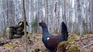 ТАЙГА ОШИБОК НЕ ПРОЩАЕТ. АВАРИЯ, ТОК ГЛУХАРЯ И ЧЕСТНЫЙ ОТЗЫВ ПО ТРИЦИКЛУ.