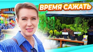 16 мая | Пора сажать | поехала на рынок за рассадой | что купила и за сколько