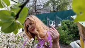 ПЕЛАГЕЯ 🌺 пою моей Мамой Алиной💕☀️🕊️🍁,,СТАРЫЙ КЛЁН,,🍁🍂🌸🌺🌸🌺🌸😍