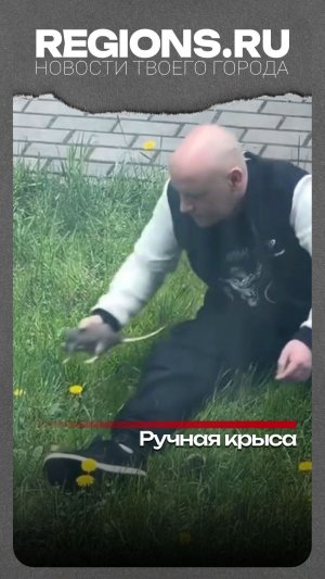 Ручная крыса