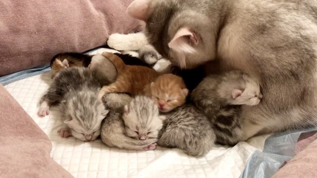 Котятам 3 дня.