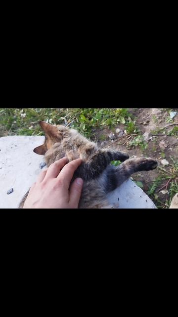 счастливая кошка смотреть онлайн