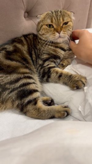 Милая шотландская вислоухая кошечка 😺🐱