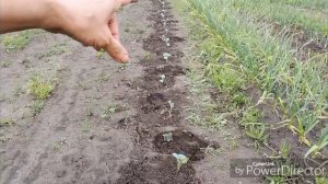 Сажаю капусту.