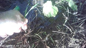Полив других наших кабачков сорта «Зебра»
