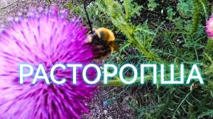 Расторопша: польза для печени