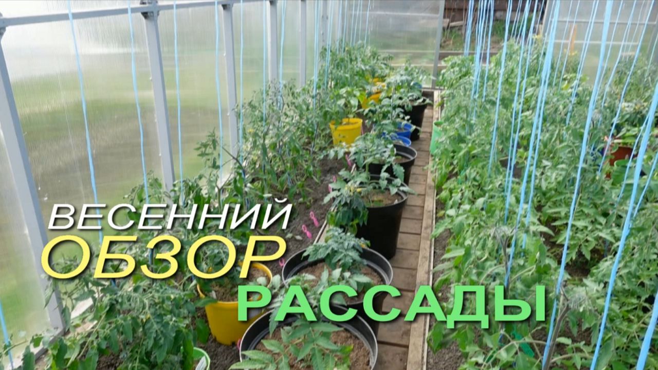 Обзор РАССАДЫ 2026!