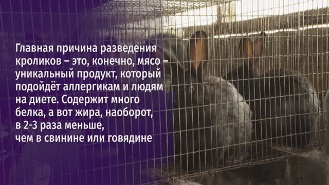 Программа социальных контрактов. Никита Кобзев из Прохоровского округа разводит кроликов.