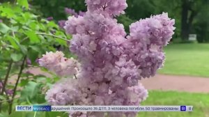 Жарким и засушливым будет лето, если рано зацветёт: кузбассовцам рассказали про поверья с сирени