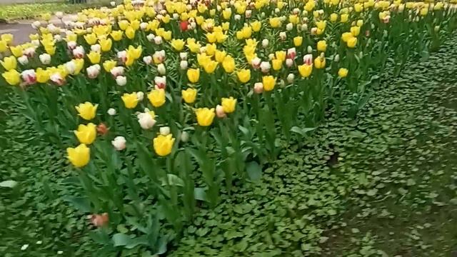 4. Павловский парк. 2026-05-17. Липовая Аллея дорога к Дворцу.