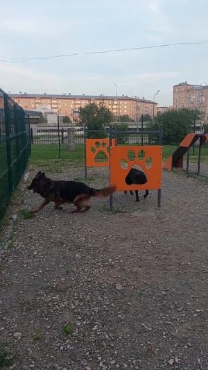 Гуляли сегодня на площадке с Ежевикой и ее другом Блэком (лабрадор) #ангел_ок #немецкаяовчарка