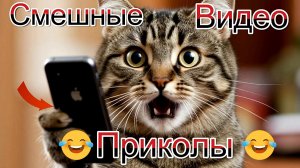 Смешные видео приколы|Коты и собаки