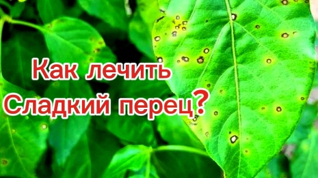 Сладкий перец. Жёлтые листья,дырки на листу как лечить.