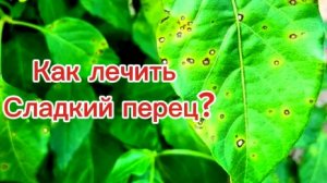Сладкий перец. Жёлтые листья,дырки на листу как лечить.