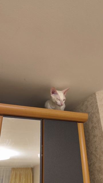 Кошка Мона под потолком
