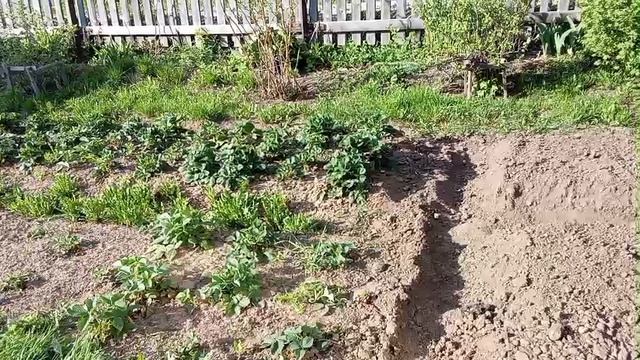 Дела огородные 🌱- часть 3 🙂- вспахали огород и посадили картошку 🥔- посадка помидор 🍅