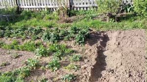 Дела огородные 🌱- часть 3 🙂- вспахали огород и посадили картошку 🥔- посадка помидор 🍅