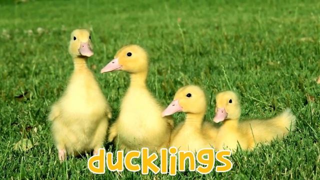 Guess The Spring Sounds For Kids _ Fun Spring Listening Game  _ 4K_720p