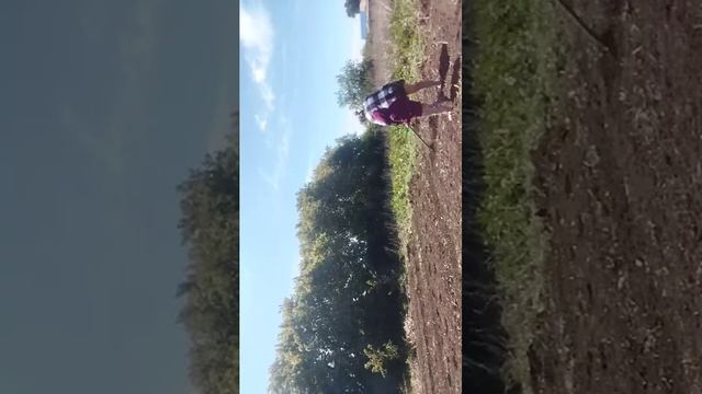 идём сажать тыкву , кабачки и горох