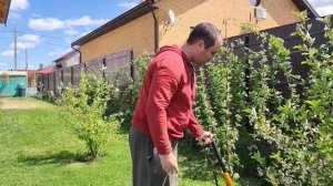 🤬Вас тоже одолели одуванчики? 🌼🌼🌼