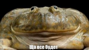 Зачем жаба омолодила свою Матильду