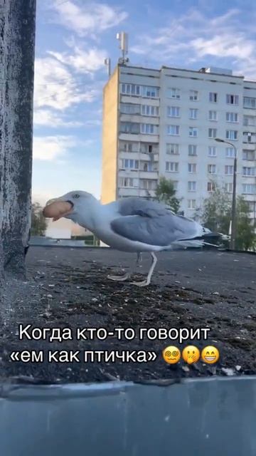 video_14950762307559.mp4 смотреть онлайн