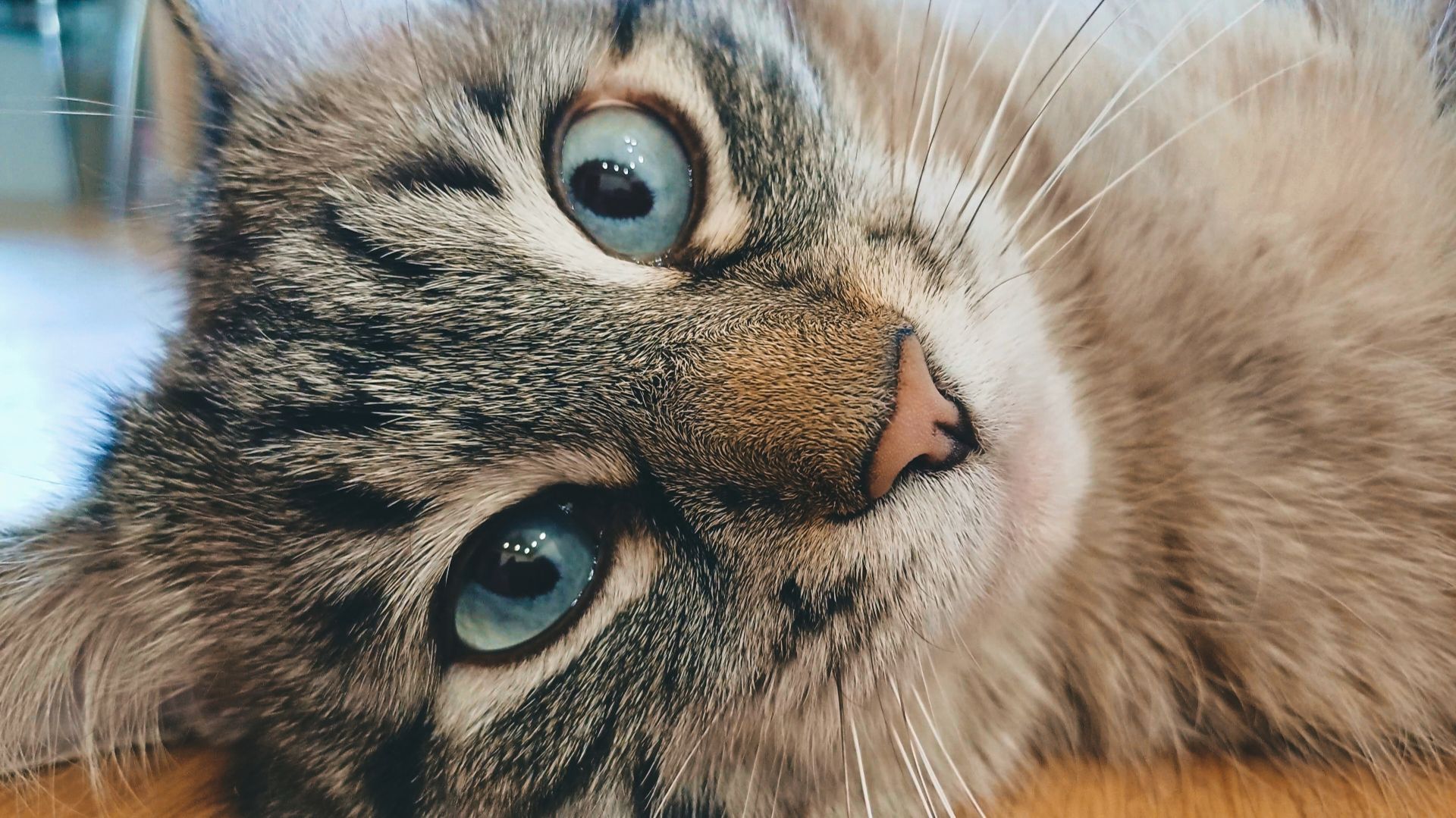 Хорошо быть котом